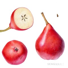 1_RedPear8_20260225