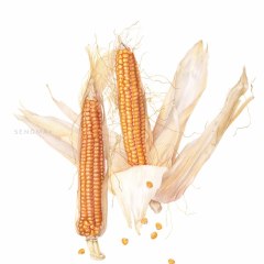 OttoFileCorn