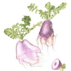 Phommachakr_PurpleDaikon_20230605