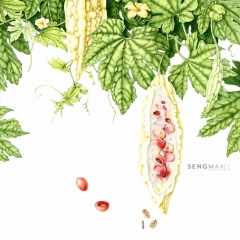 Momordica charanthia