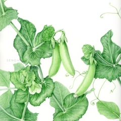 cascadia-pea