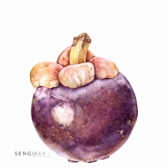 Garcinia mangostana