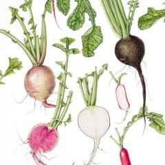 Radishes