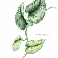 Scindapsus pictus