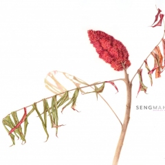Rhus typhina